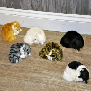 17cm' LYING CURLED' UP BABY KITTEN